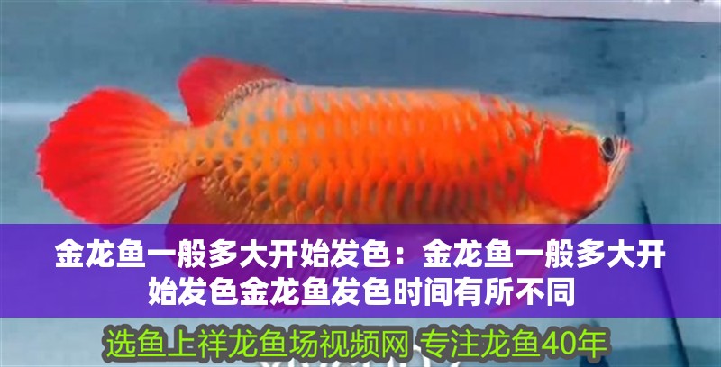 金龍魚一般多大開始發色：金龍魚一般多大開始發色金龍魚發色時間有所不同