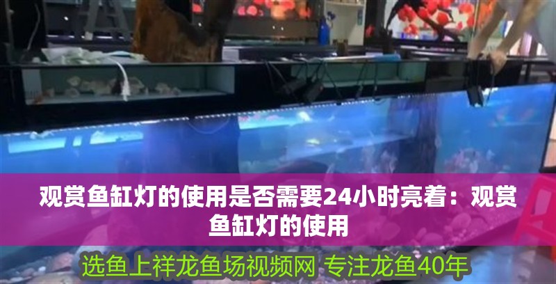 觀賞魚缸燈的使用是否需要24小時亮著：觀賞魚缸燈的使用 觀賞魚缸燈的使用是否需要24小時亮著：觀賞魚缸燈的使用 魚缸百科