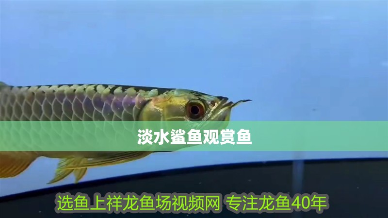 淡水鯊魚觀賞魚
