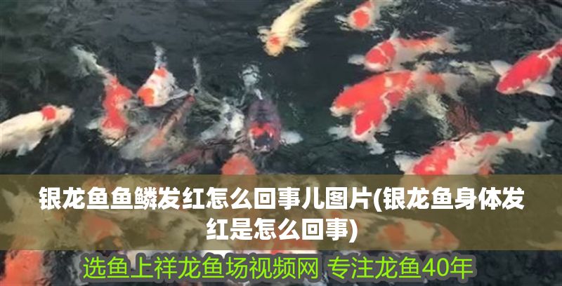 銀龍魚魚鱗發紅怎么回事兒圖片(銀龍魚身體發紅是怎么回事)