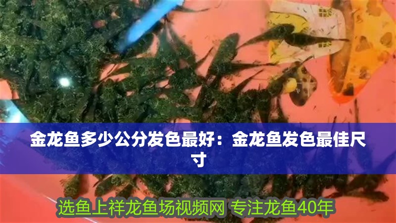 金龍魚多少公分發色最好：金龍魚發色最佳尺寸