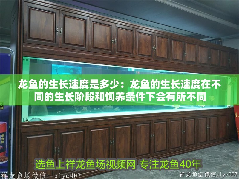 龍魚的生長速度是多少：龍魚的生長速度在不同的生長階段和飼養條件下會有所不同