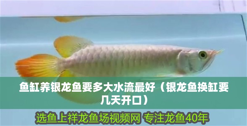 魚缸養銀龍魚要多大水流最好（銀龍魚換缸要幾天開口）