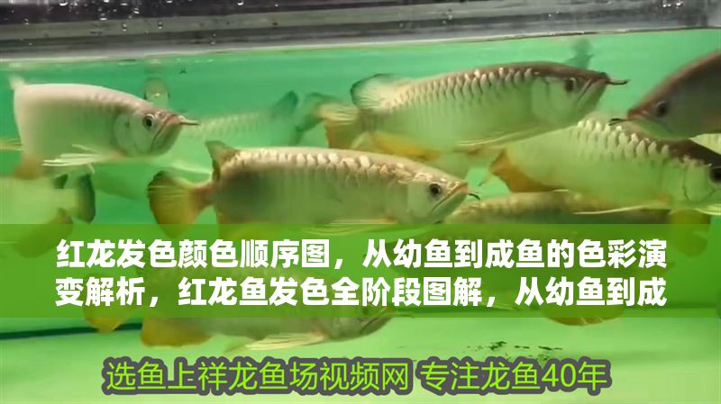 紅龍發色顏色順序圖，從幼魚到成魚的色彩演變解析，紅龍魚發色全階段圖解，從幼魚到成魚的色彩演變過程