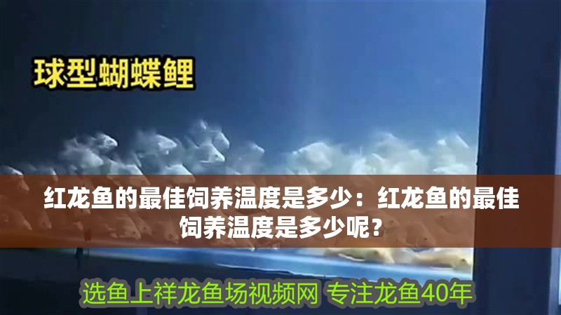 紅龍魚(yú)的最佳飼養(yǎng)溫度是多少：紅龍魚(yú)的最佳飼養(yǎng)溫度是多少呢？
