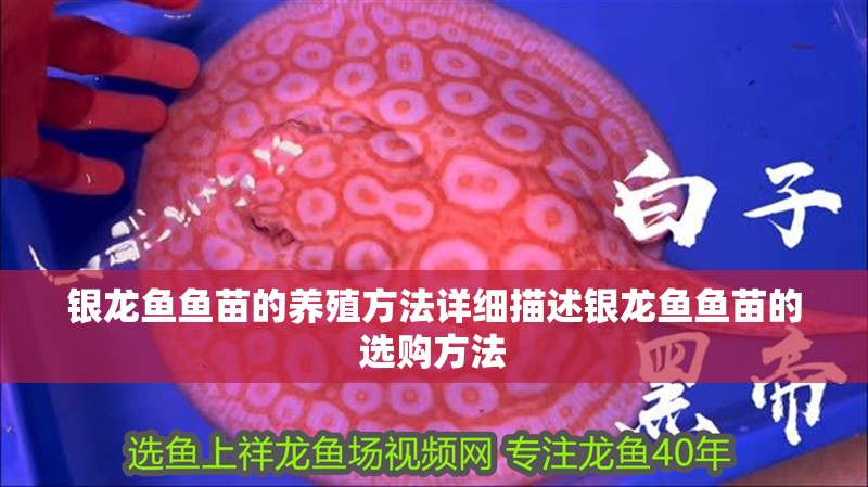 銀龍魚魚苗的養殖方法詳細描述銀龍魚魚苗的選購方法