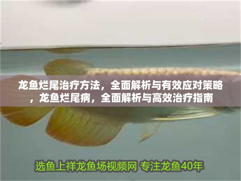 龍魚爛尾治療方法，全面解析與有效應對策略，龍魚爛尾病，全面解析與高效治療指南
