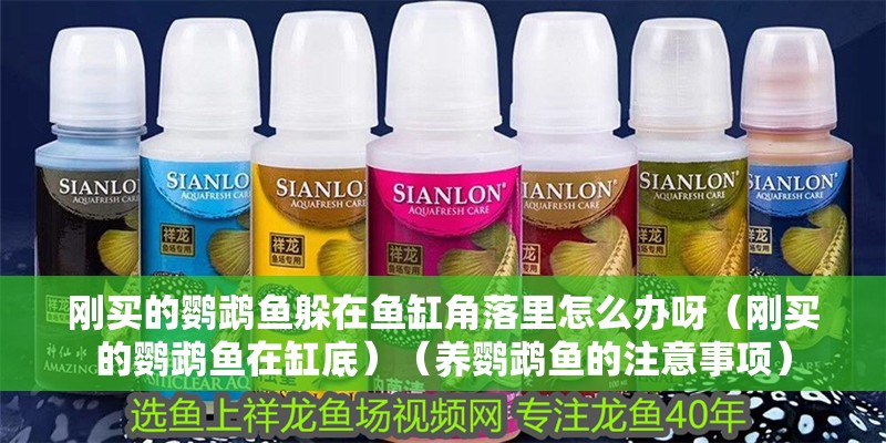 剛買的鸚鵡魚躲在魚缸角落里怎么辦呀（剛買的鸚鵡魚在缸底）（養鸚鵡魚的注意事項） 剛買的鸚鵡魚躲在魚缸角落里怎么辦呀（剛買的鸚鵡魚在缸底）（養鸚鵡魚的注意事項） 魚缸百科