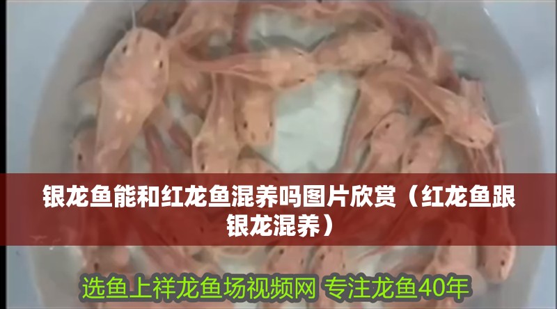 銀龍魚能和紅龍魚混養嗎圖片欣賞（紅龍魚跟銀龍混養）