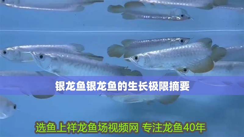 銀龍魚(yú)銀龍魚(yú)的生長(zhǎng)極限摘要