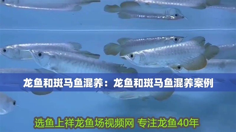 魚缸過(guò)濾器選購(gòu)指南:自制魚缸過(guò)濾器魚缸上置過(guò)濾器對(duì)于養(yǎng)魚愛好者的必備知識(shí) 龍魚和斑馬魚混養(yǎng):龍魚和斑馬魚混養(yǎng)案例 龍魚百科 龍魚和斑馬魚混養(yǎng):龍魚和斑馬魚混養(yǎng)案例 龍魚和斑馬魚混養(yǎng):龍魚和斑馬魚混養(yǎng)案例 龍魚百科