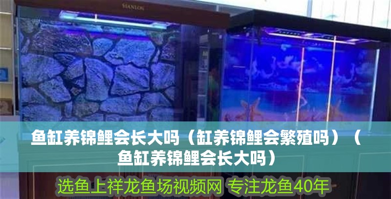 魚缸養錦鯉會長大嗎（缸養錦鯉會繁殖嗎）（魚缸養錦鯉會長大嗎）