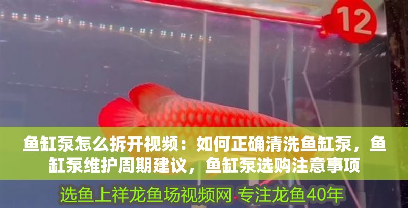 魚缸泵怎么拆開視頻：如何正確清洗魚缸泵，魚缸泵維護周期建議，魚缸泵選購注意事項