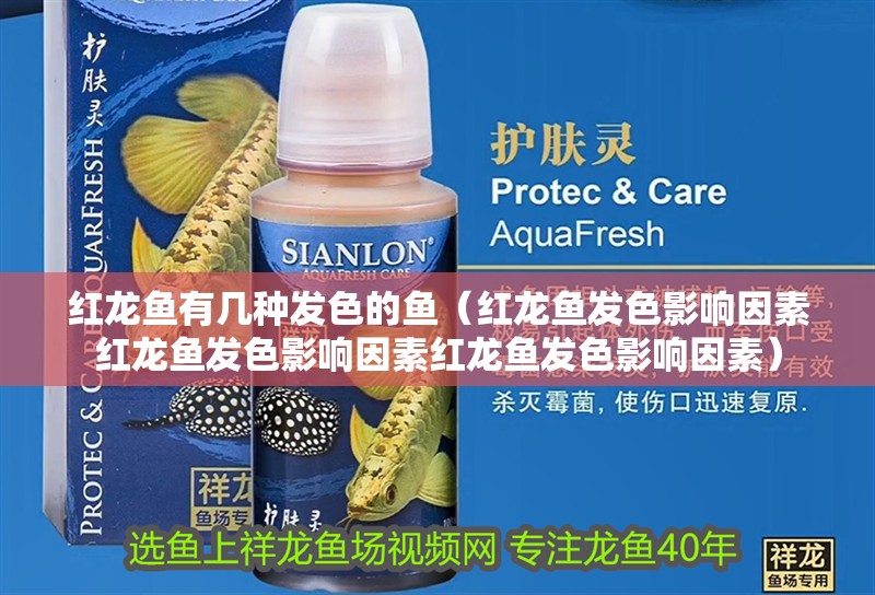 紅龍魚有幾種發(fā)色的魚（紅龍魚發(fā)色影響因素紅龍魚發(fā)色影響因素紅龍魚發(fā)色影響因素）