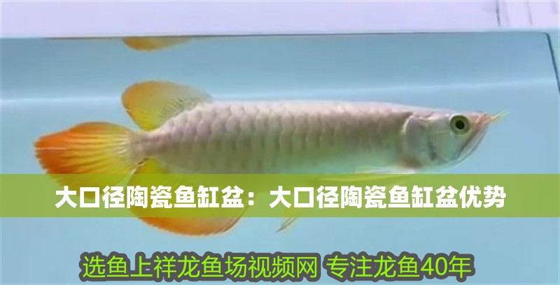 大口徑陶瓷魚缸盆：大口徑陶瓷魚缸盆優勢