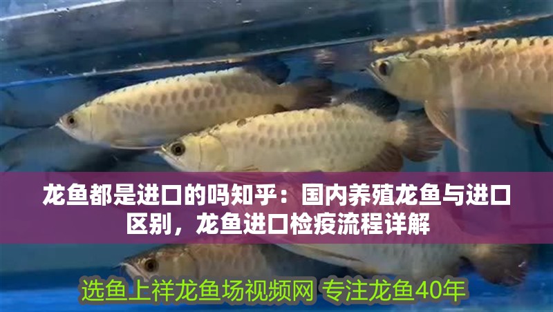 龍魚都是進口的嗎知乎：國內養殖龍魚與進口區別，龍魚進口檢疫流程詳解