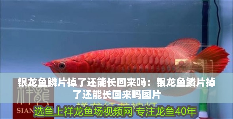 銀龍魚鱗片掉了還能長回來嗎：銀龍魚鱗片掉了還能長回來嗎圖片