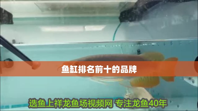 我的虎魚真菌感染了要怎么處理 魚缸排名前十的品牌 魚缸百科 魚缸排名前十的品牌 魚缸排名前十的品牌 魚缸百科