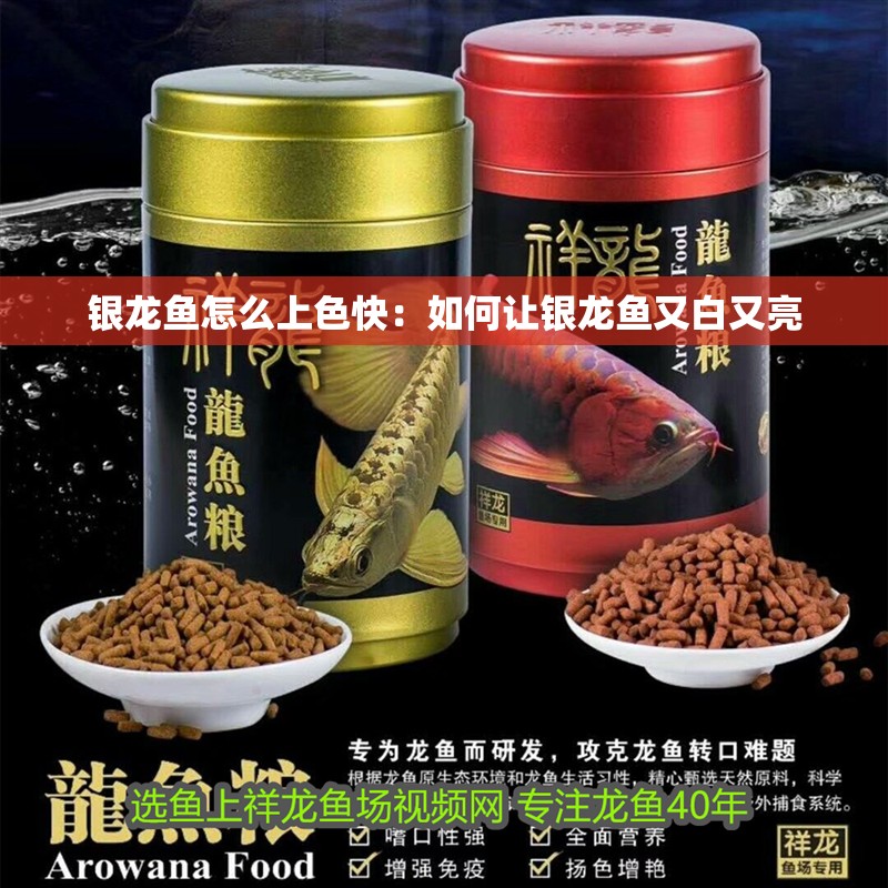 銀龍魚(yú)怎么上色快：如何讓銀龍魚(yú)又白又亮