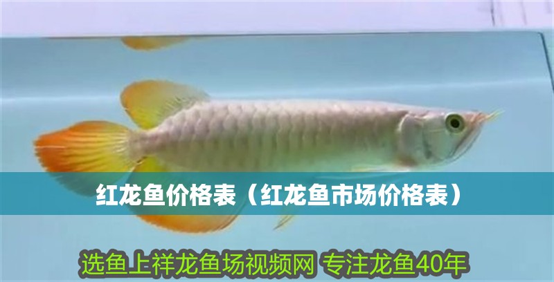 紅龍魚(yú)價(jià)格表（紅龍魚(yú)市場(chǎng)價(jià)格表）