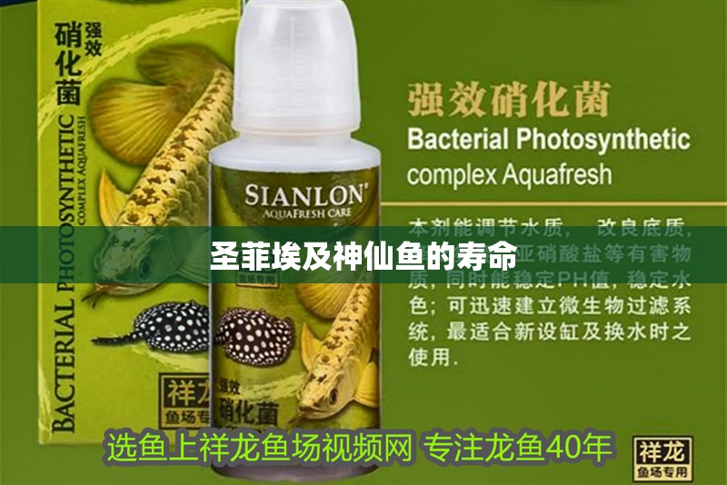 圣菲埃及神仙魚的壽命