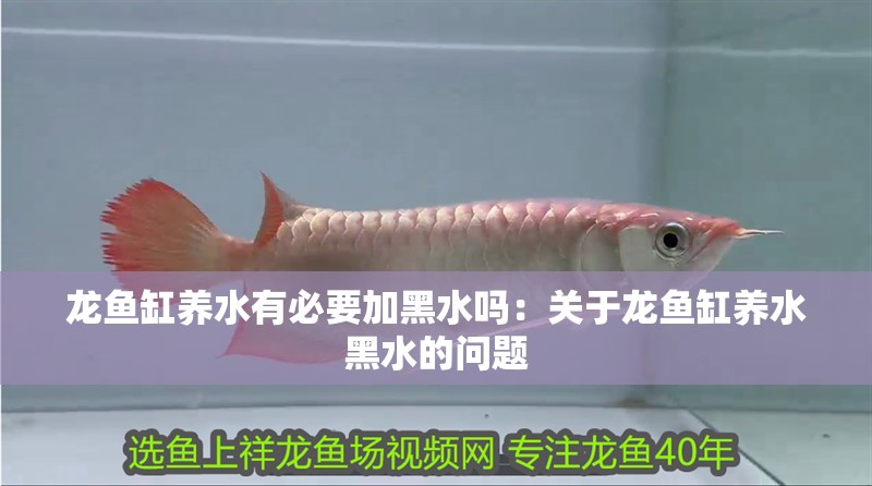 龍魚缸養水有必要加黑水嗎：關于龍魚缸養水黑水的問題