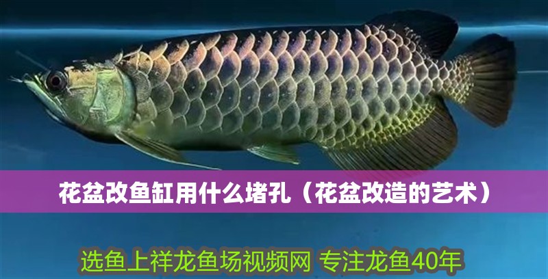 花盆改魚缸用什么堵孔（花盆改造的藝術）