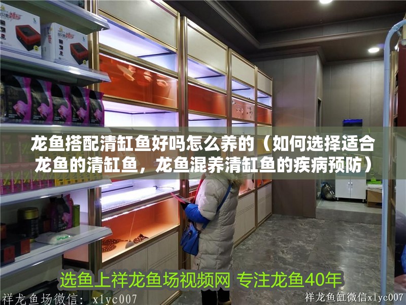 龍魚搭配清缸魚好嗎怎么養的（如何選擇適合龍魚的清缸魚，龍魚混養清缸魚的疾病預防）