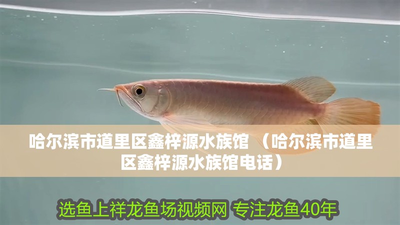 哈爾濱市道里區鑫梓源水族館 （哈爾濱市道里區鑫梓源水族館電話）