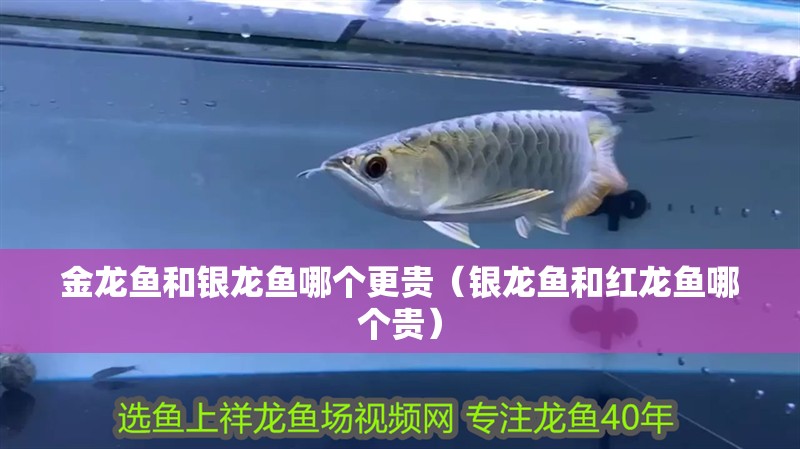 金龍魚和銀龍魚哪個更貴（銀龍魚和紅龍魚哪個貴）