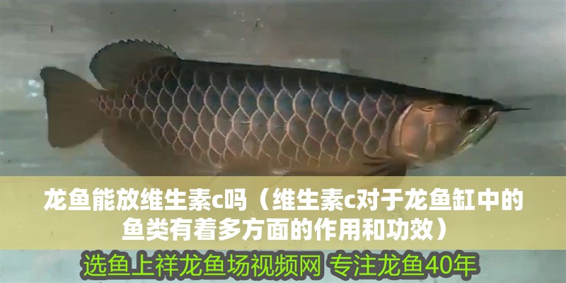 龍魚能放維生素c嗎（維生素c對于龍魚缸中的魚類有著多方面的作用和功效）