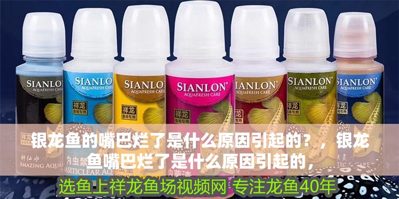 銀龍魚的嘴巴爛了是什么原因引起的？，銀龍魚嘴巴爛了是什么原因引起的，