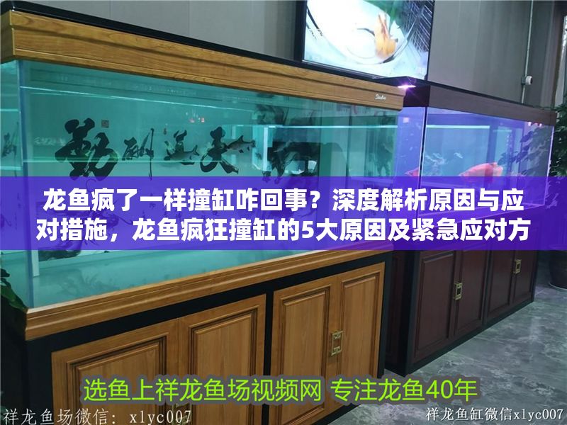 龍魚瘋了一樣撞缸咋回事？深度解析原因與應對措施，龍魚瘋狂撞缸的5大原因及緊急應對方法全解析
