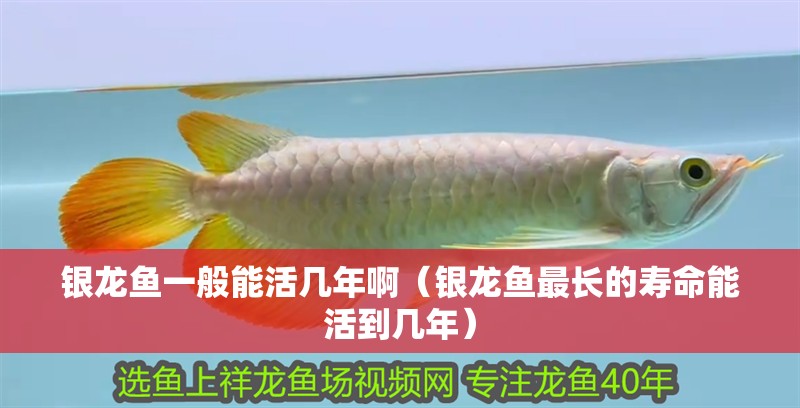 銀龍魚一般能活幾年啊（銀龍魚最長的壽命能活到幾年）