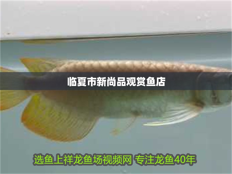 臨夏市新尚品觀賞魚店