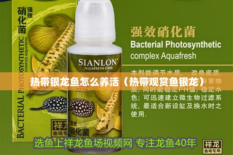 熱帶銀龍魚怎么養活（熱帶觀賞魚銀龍）