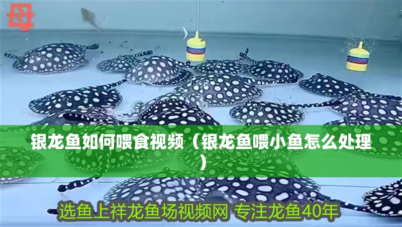 銀龍魚如何喂食視頻（銀龍魚喂小魚怎么處理）