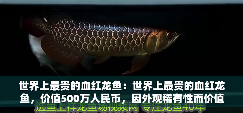 世界上最貴的血紅龍魚：世界上最貴的血紅龍魚，價值500萬人民幣，因外觀稀有性而價值連城
