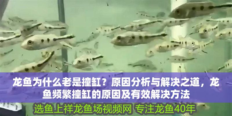 龍魚為什么老是撞缸？原因分析與解決之道，龍魚頻繁撞缸的原因及有效解決方法