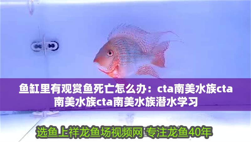 魚缸里有觀賞魚死亡怎么辦：cta南美水族cta南美水族cta南美水族潛水學習