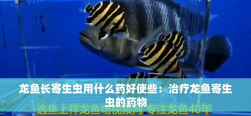 龍魚長寄生蟲用什么藥好使些：治療龍魚寄生蟲的藥物