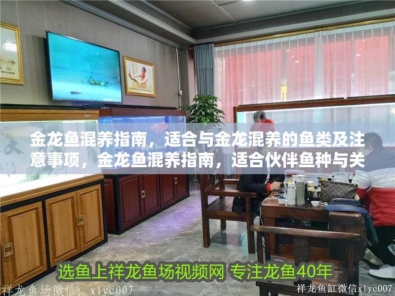 金龍魚混養指南，適合與金龍混養的魚類及注意事項，金龍魚混養指南，適合伙伴魚種與關鍵注意事項
