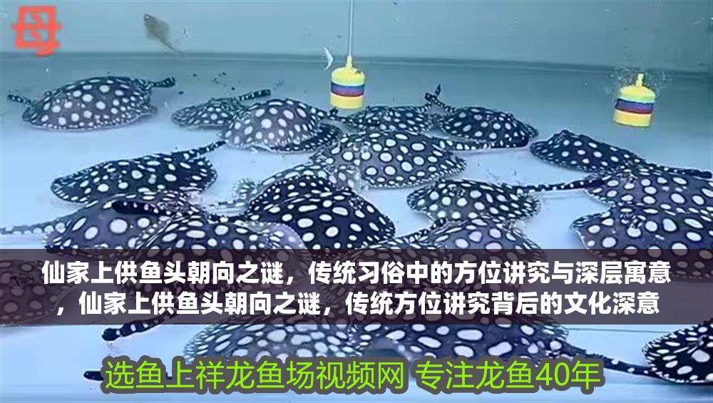 仙家上供魚頭朝向之謎，傳統習俗中的方位講究與深層寓意，仙家上供魚頭朝向之謎，傳統方位講究背后的文化深意