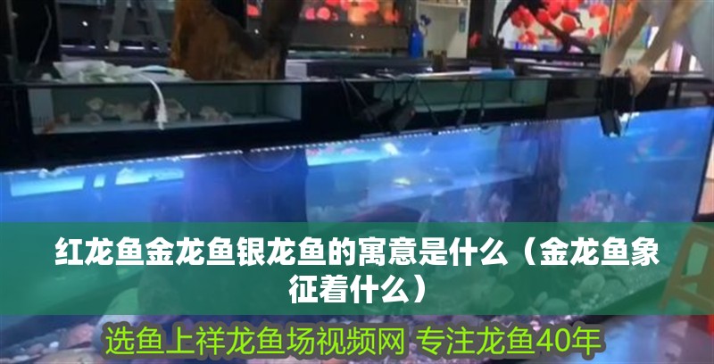 紅龍魚金龍魚銀龍魚的寓意是什么（金龍魚象征著什么） 紅龍魚金龍魚銀龍魚的寓意是什么（金龍魚象征著什么） 銀龍魚百科