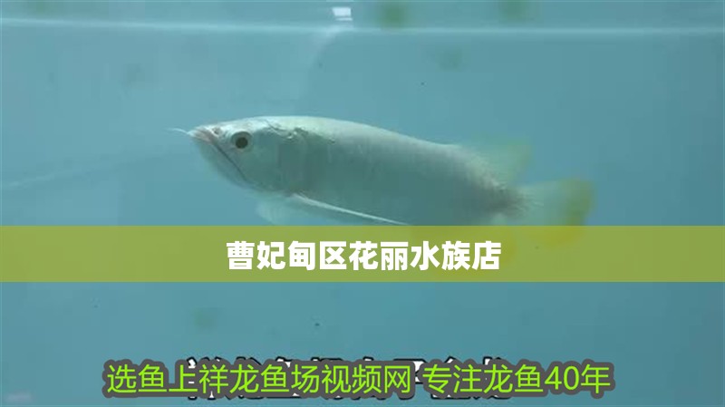 曹妃甸區花麗水族店