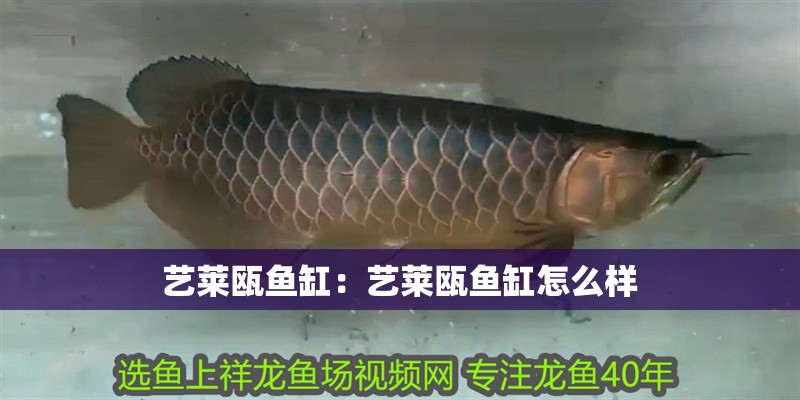 藝萊甌魚缸：藝萊甌魚缸怎么樣