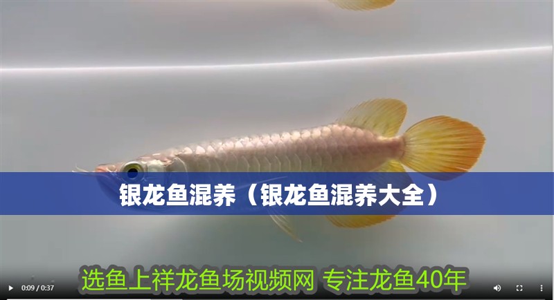 銀龍魚混養（銀龍魚混養大全）