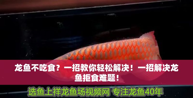 龍魚不吃食？一招教你輕松解決！一招解決龍魚拒食難題！