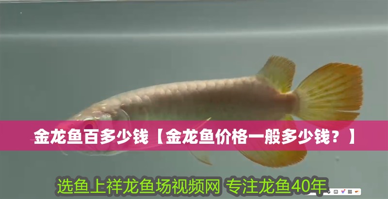 金龍魚百多少錢【金龍魚價(jià)格一般多少錢？】