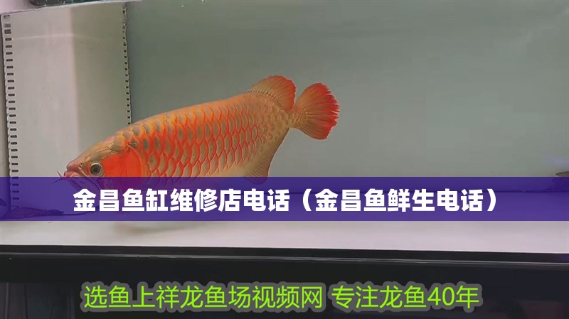 金昌魚缸維修店電話（金昌魚鮮生電話）